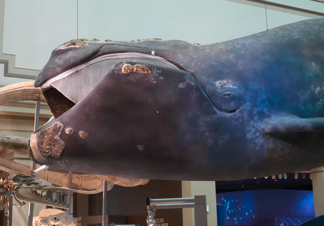 a right whale hangs in the ocean hall