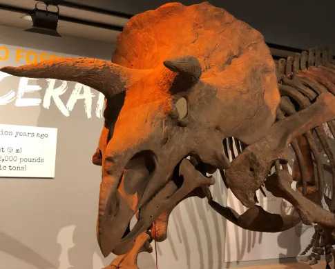 front view of triceratops skeleton
