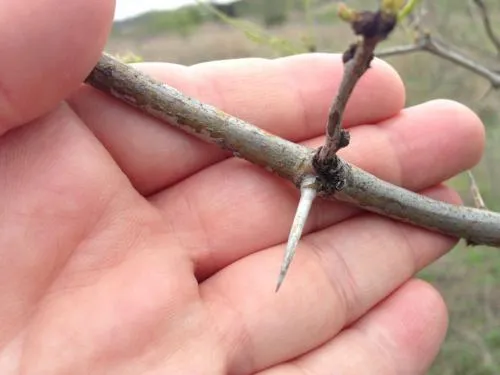 Small branch of mesquite in an open hand