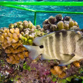A striped fish swims in front of a coral reef with a biocube on it – a one-cubic-foot frame made of bright green tubing.