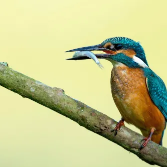 a kingfisher sits with a fish in mouth