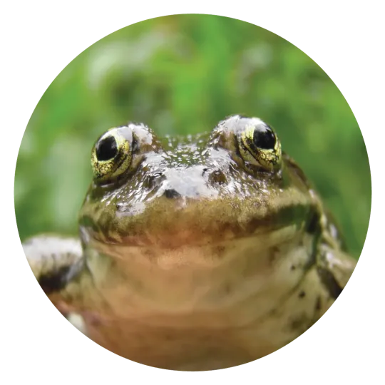 Close-up of a frog, whose mouth is closed but appears to be smiling. The frog is various shades of blotchy green on top, and a creamy-white color on the bottom.