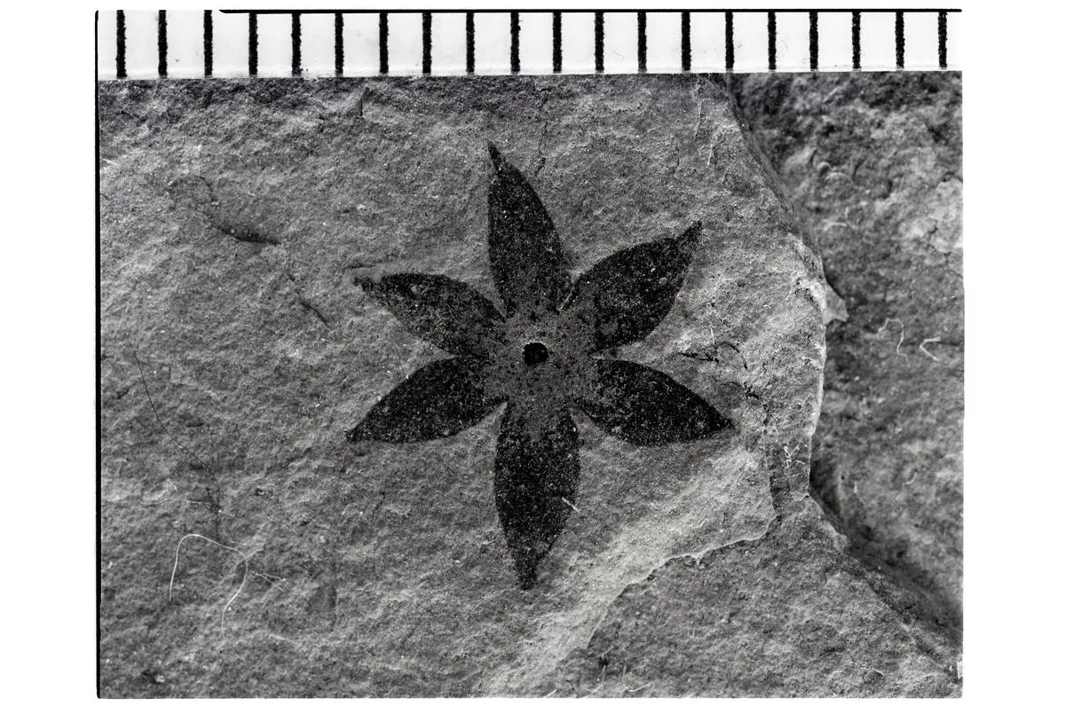 Black fossil flower with six petals.