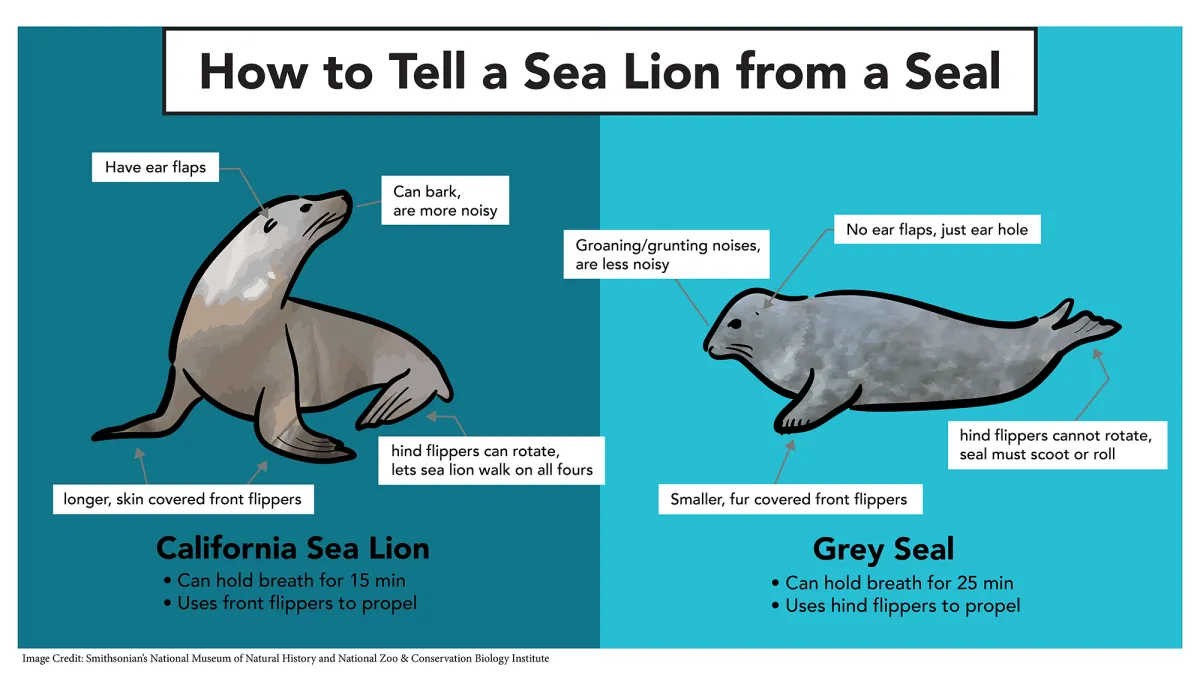 How to tell a sea lion from a seal infographic with labeled illustrations of both animals